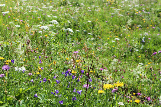 GreenCode Global Sustainability Accreditation